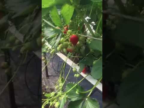 Video: Paano Pumili Ng Mga Strawberry