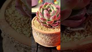 The New Leaf Test 🍃 | What Fresh Growth Says About Your Succulent