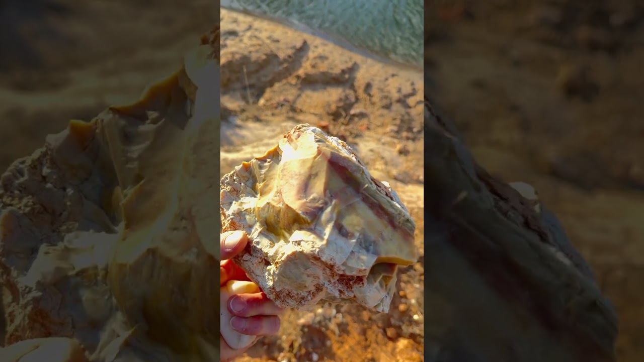 Окаменевшая пальма?