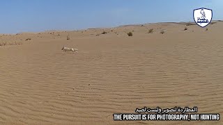 مطاردة ثعلب الصحراء الفنك  ذو لون مختلف  لتصويره لا لصيده