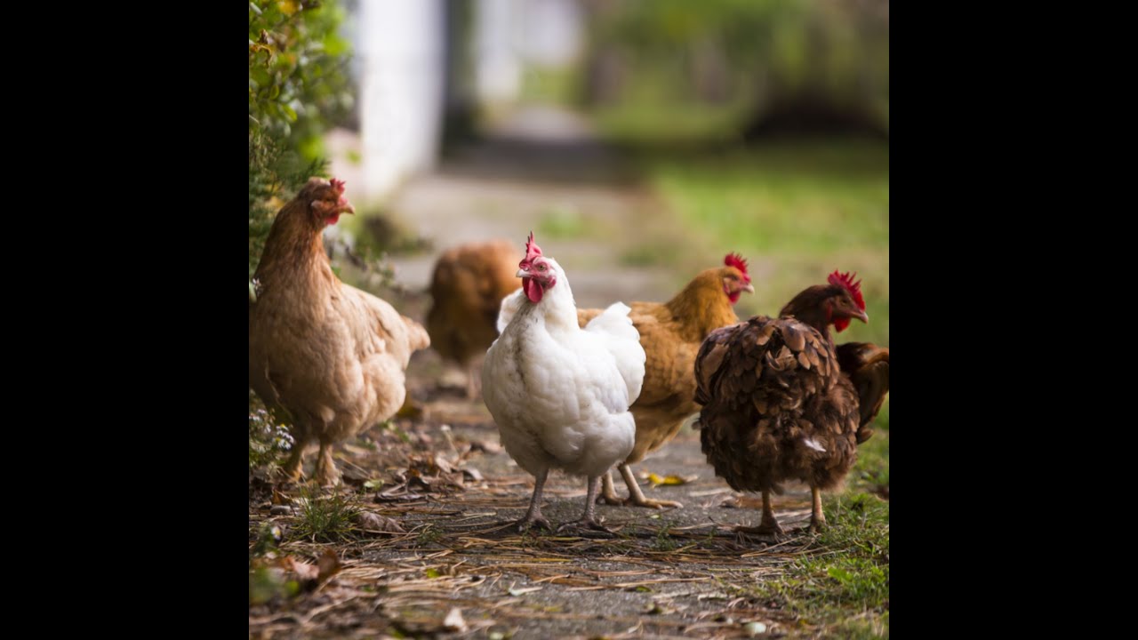 footage of chickens - YouTube