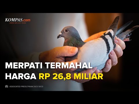 Video: Burung merpati manakah yang terbaik untuk rumah?