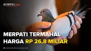 Merpati Termahal di Dunia, Harganya Rp 26,8 Miliar