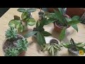 Комнатные растения🌱Обзор растений в сентябре🌷Хойи🍀кактусы🌵молодило🌞Капризные и не капризные хойи🌿