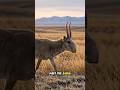 🐘 The Antelope With an Elephant Nose #Saiga #wildlife #shorts