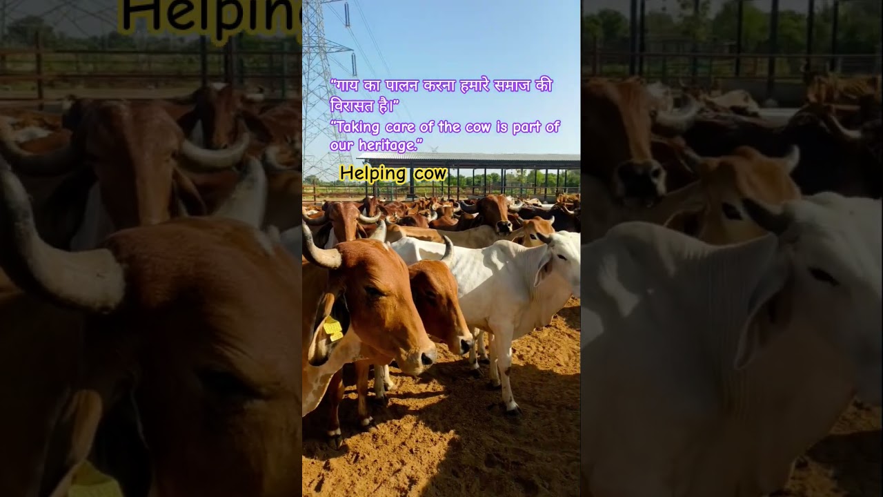 “Taking care of the cow is part of our heritage.” 