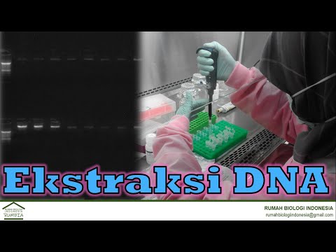 Video: Pencirian Vitrocell® VC 10 Dalam Sistem Pendedahan Asap Vitro Menggunakan Alat Dos Dan Analisis Biologi