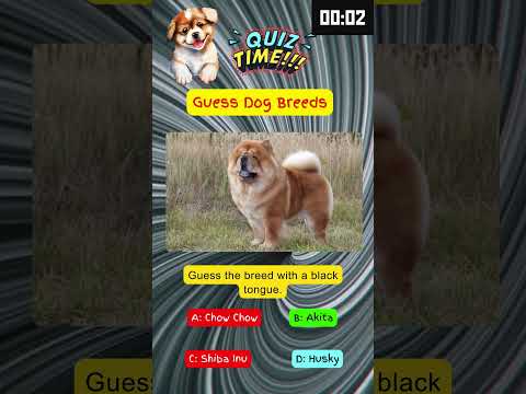 Black tongue and fluffy coat - name this breed! ๐ #dogtrivia #dogquiz #dogfacts #shorts