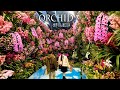 4k orchid international orchid and flower show 2024 2024 4k orchid