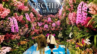 【4K Orchid】 International Orchid and Flower Show 2024. #世界らん展2024 #4K #orchid