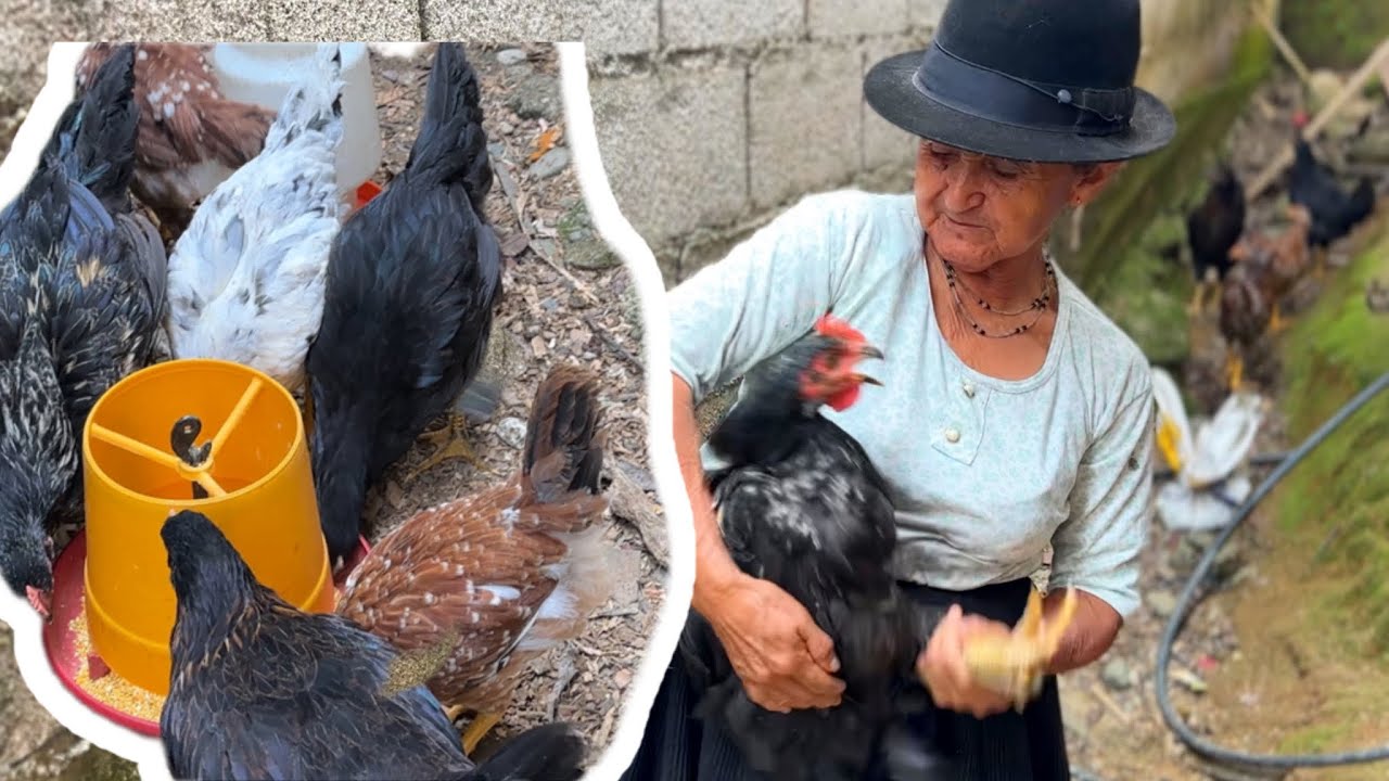 Así están mis Pollos gigantes mil flor  a 2 meses de nacidos