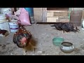 ازاي طيورك تعدي مرحله الألش بسرعه وبأمان وصحه جيده 