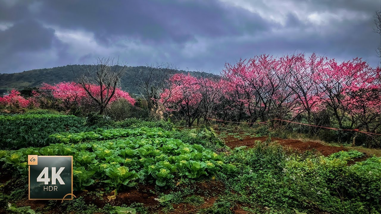 Exploring Sakura Cherry Blossom Village in Taipei, Shilin District Yangmingshan | Walking Tour 4K