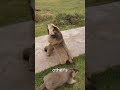 Marmots The Tiny Sumo Wrestlers #marmot #groundhogs #marmots #cute #animals