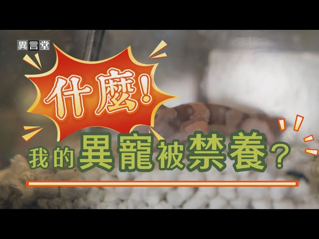 【民視異言堂】異域寵物 政府擬「禁止飼養輸入」 飼主爭取飼養自由