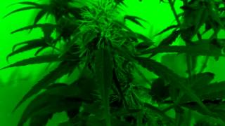 Flowering week 5 Lucky Haze night update