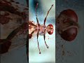 Eega Movie Frame Rajamouli Shorts 