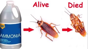 How To Kill Termites And Get Rid Of Them Forever