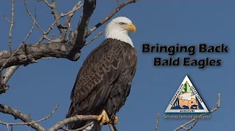 Bringing Back Bald Eagles