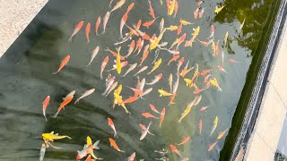 Koi and Watergarden Perth #Koi #ponds #koifish