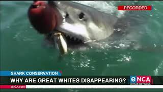 Why are great white sharks disappearing?