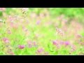 ［初音ミク］　幸せを探して《オリジナル曲》