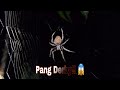 Holloween Spider Hunting | Maghanap ng Gagamba sa Araw ng mga Patay | Part II