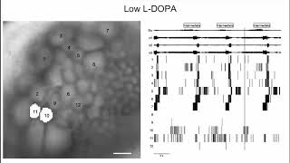 S9 Neuronal Activity BMP