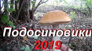 Подосиновики -2019.