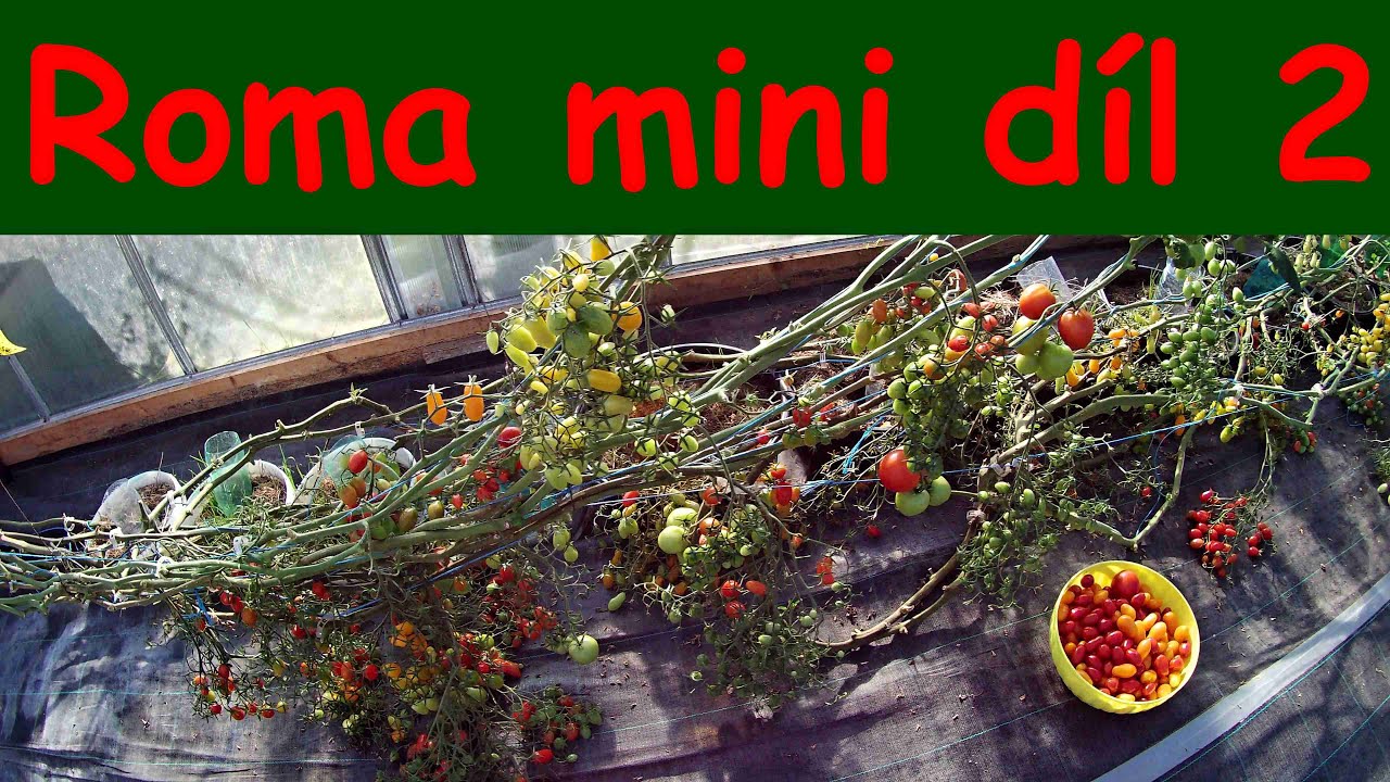 Pěstování rajčat ve skleníku v nádobách 2 díl