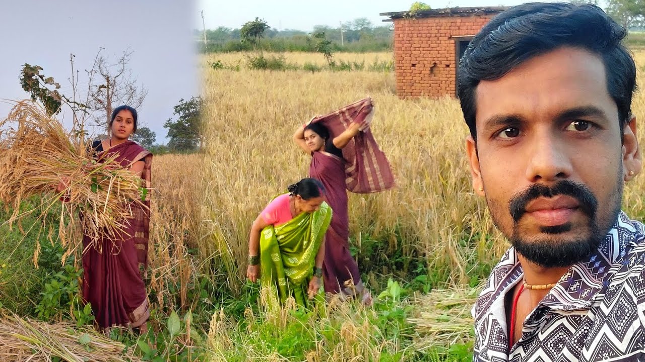 बहुत देर होगे हमला धान कटवाए म 😥🙄 Pahun Pramod Vlogs ❤️