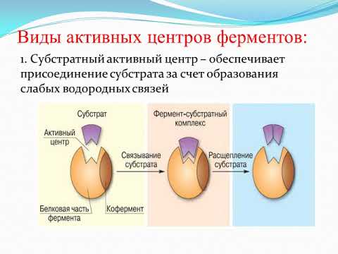 Видео: Что такое активный центр фермента?