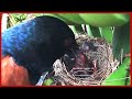 Brutally Bad Cuckoo EATS UP Baby Bird in Front of MOTHER in Seconds | Bulbul baby bird Nest