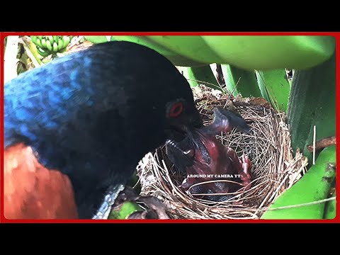 brutally-bad-cuckoo-eats-up-baby-bird-in-front-of-mother-in-seconds-|-bulbul-baby-bird-nest