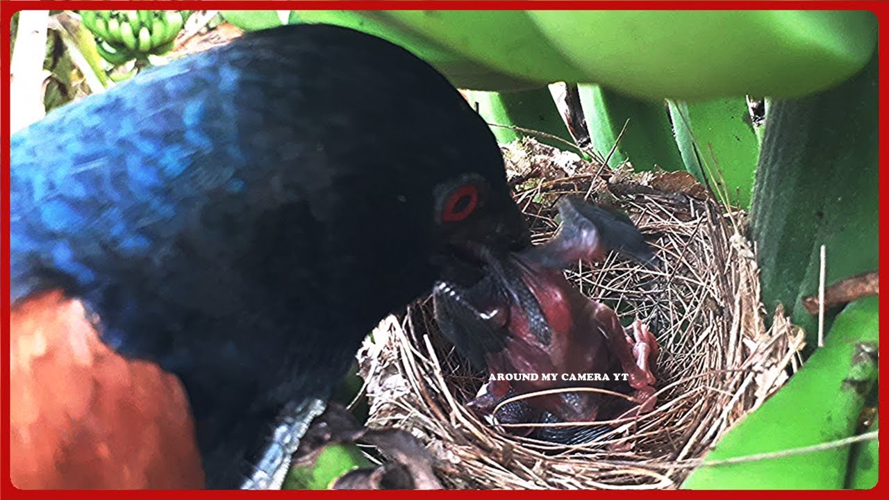 Brutally Bad Cuckoo EATS UP Baby Bird In Front Of MOTHER In Seconds brutally-bad-cuckoo-eats-up-baby-bird-in-front-of-mother-in-seconds