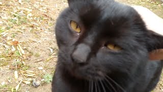 顔見ると向かってくる黒猫、ゴロゴロが半端ない