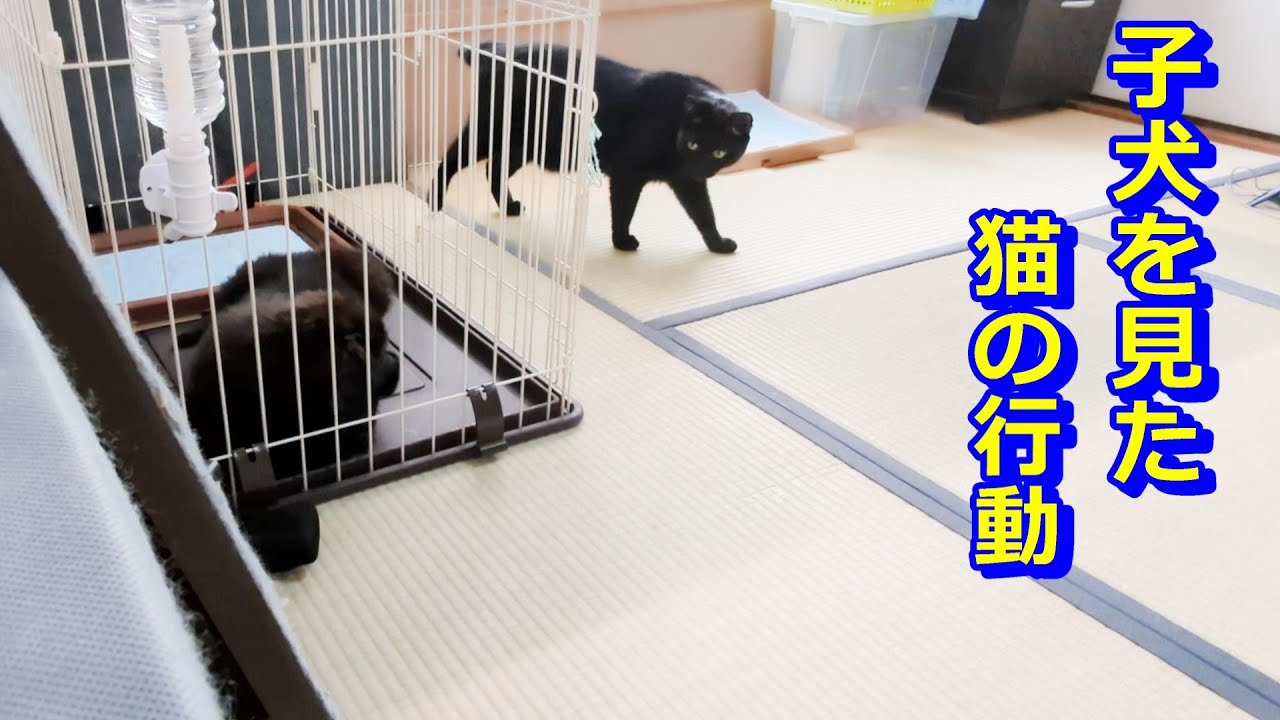 子犬を見た猫の行動！