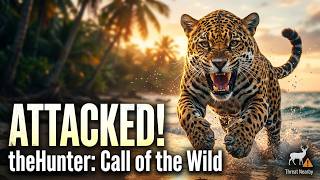 Jaguar attacked while searching for Pablo