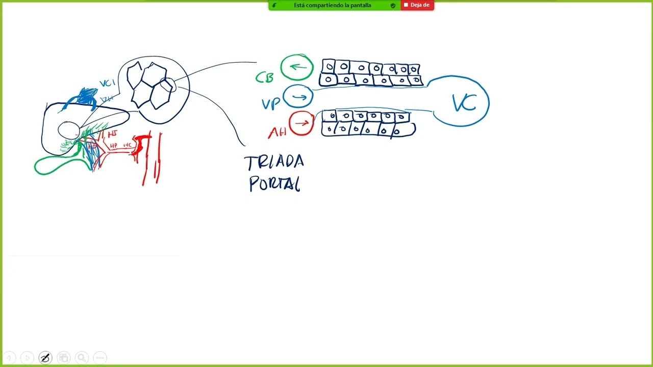 Fisiopatología hepática: insuficiencia hepática, ictericia, colestasis