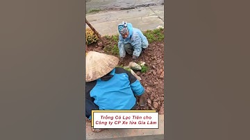 Cung cấp và trồng hơn 10.000m2 Cỏ Lá Lạc