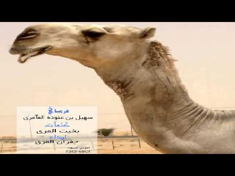 جفران المري شله للعوامر