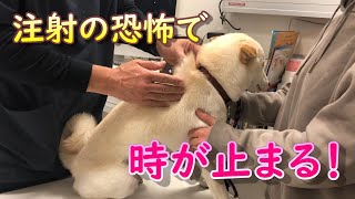 病院が大好きな柴犬が注射され、恐怖が後からやってきて時が止まってしまった！