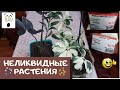 Я в ШОКе от неликвидных растений с Эпицентра, они просто гарнюни  и погибать вовсе не собирались