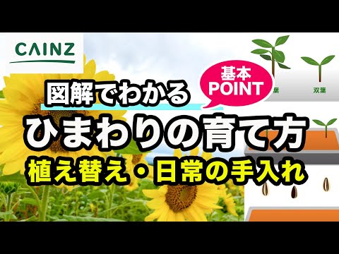 ひまわりの育て方 向日葵 カインズ花図鑑 Youtube