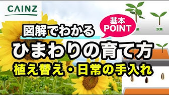 ひまわり Youtube