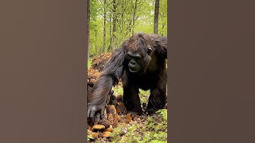 Bigfoot Grows Morel Mushrooms #shortvideo #bigfoot #vlog #morel #mushroom #funny #yeti #fungi #diy