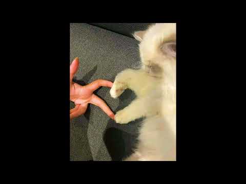 No Me Dejes Solo Speed Up 