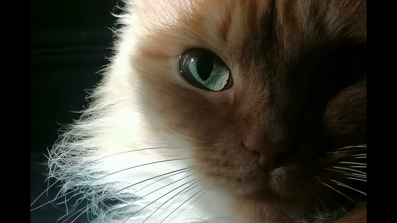 Your pulse #музыка2026  #музыкадлядуши  #music