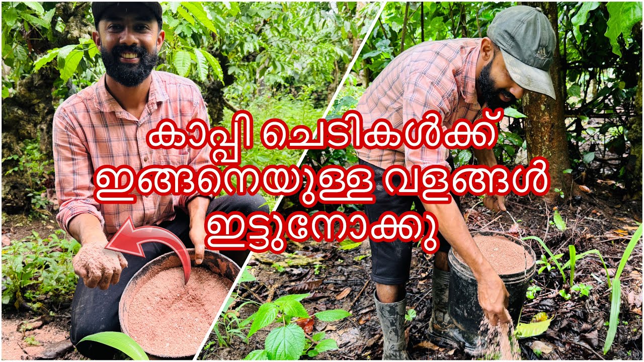 കാപ്പി ചെടികൾക്ക് ഇങ്ങനെയുള്ള വളങ്ങൾ ഇട്ടുനോക്കു 😳