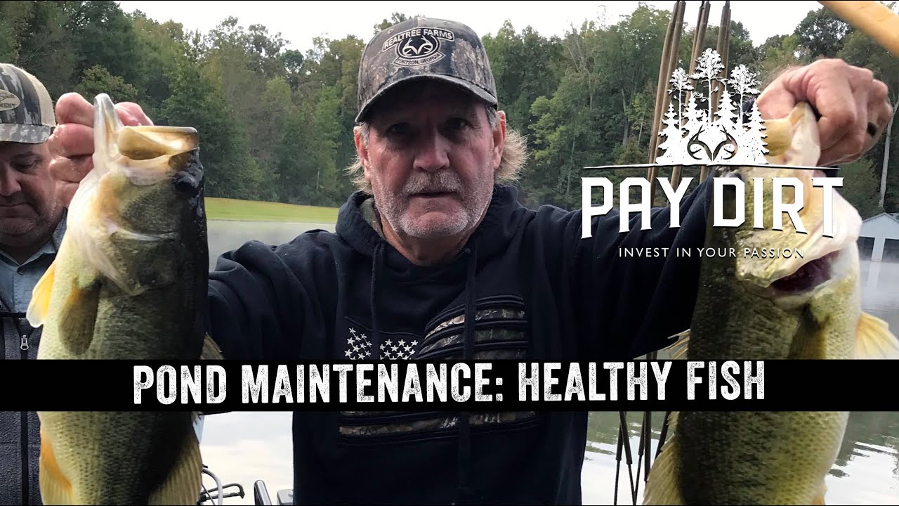 How to Manage a Small Lake | Tips for Trophy Largemouth Bass